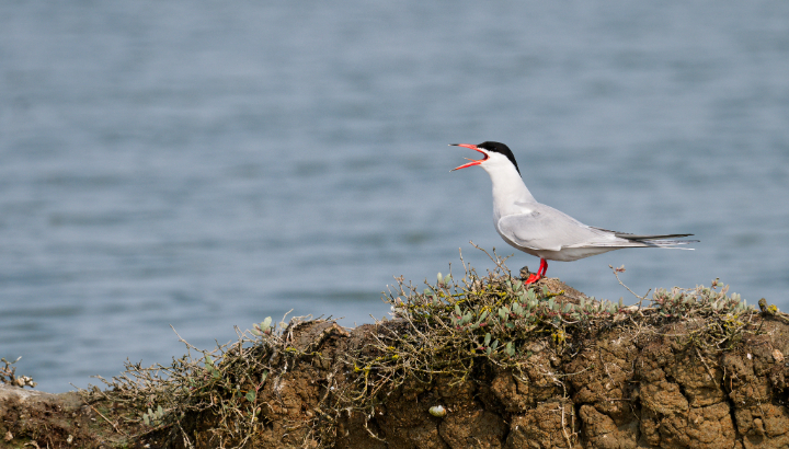 Les oiseaux du fond du golf